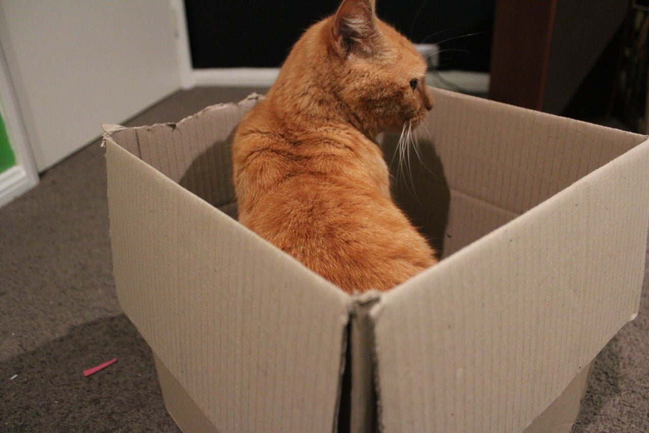 Chat adorable